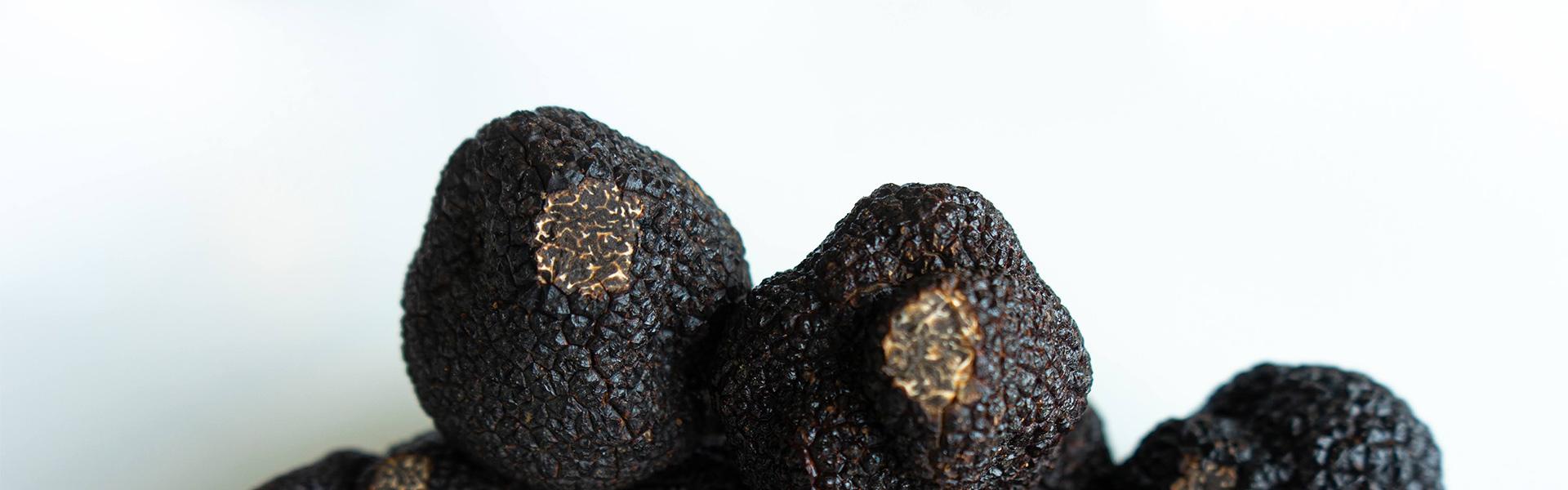 Accueil  La Truffe du Périgord Noir